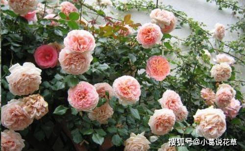 亚伯拉罕达比的月季奇遇记