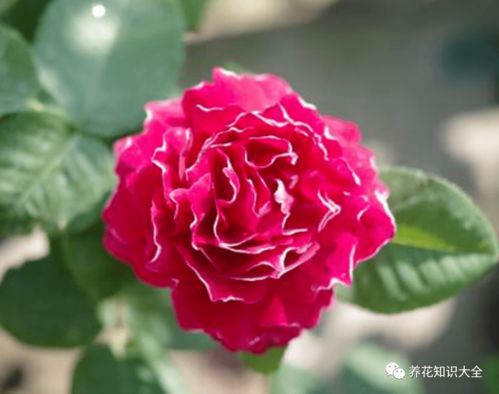 坎贝尔夫人月季的花期有多长？