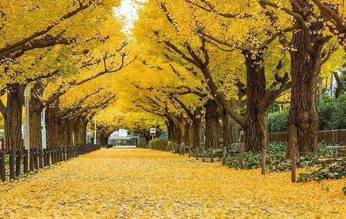 银杏，金黄的秋叶