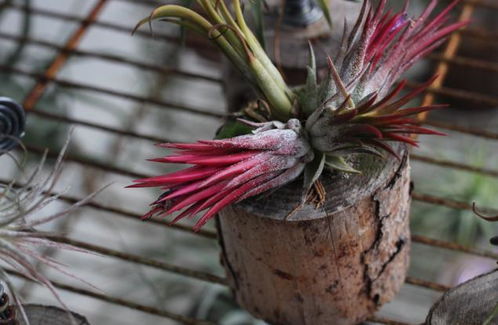 空气凤梨养护全攻略：新手必堪