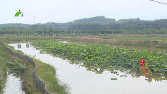 农业养殖误区阻碍行业发展