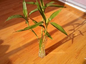 我家爬山虎的秋冬变化