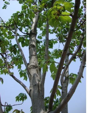 叶子形状， 三角枫“掌状”，枫香“心形”