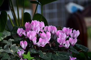 多样的秋季花卉， 让你目不暇接