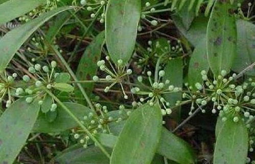 五味子喜温润，人工栽植广