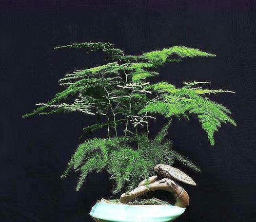 文竹种子播种方法中，如何选择合适的播种方式和土壤来提高发芽率