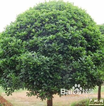 移植方法：秋季或春季