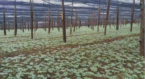 土壤改良大揭秘