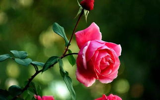 月季黑腐病：一场无声的灾难