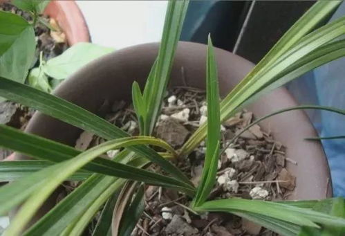 兰花叶子黄了是缺水还是病虫害