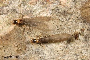 消灭隐翅虫， 保持干燥是关键