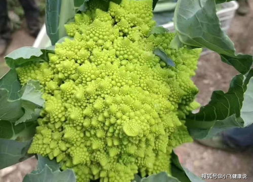 地环菜和波斯菊种子种植：简单攻略