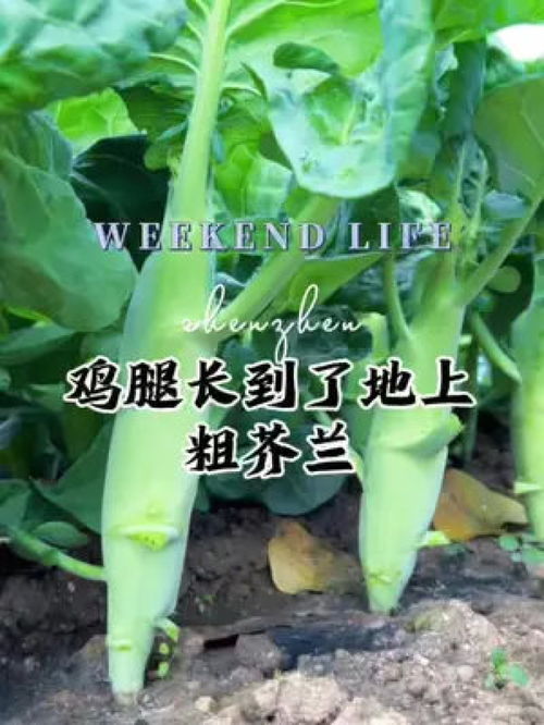 鸡腿芥兰是一种耐寒蔬菜，适宜在秋季播种