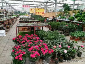 春天花草盛景中，有哪些独特的植物品种和生长习性值得探秘