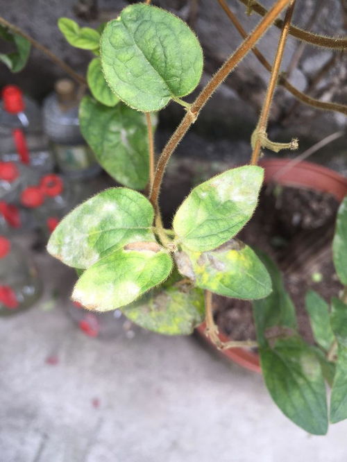 彩叶花叶子老掉，原因何在