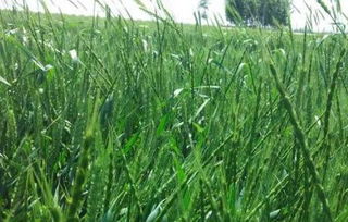 河南野麦生锈病防治小窍门