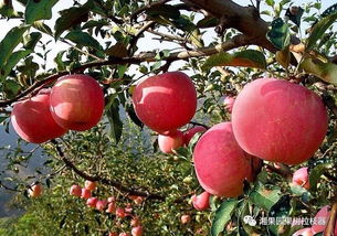 神奇药水氟环唑