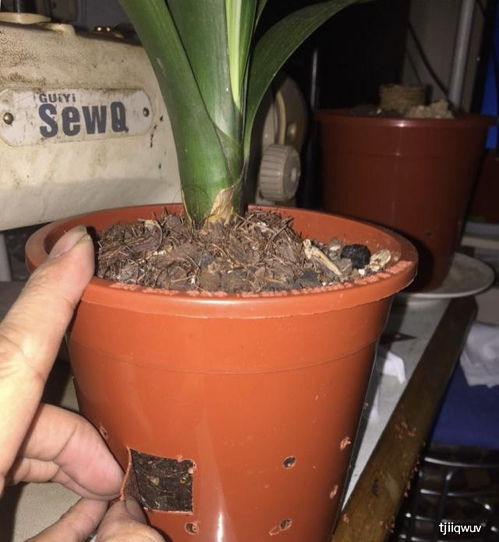 塑料花盆排水孔如何堵上？如何避免浇水过多导致积水