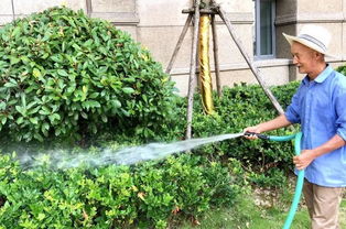 城市绿化：夏日里的清凉使者？