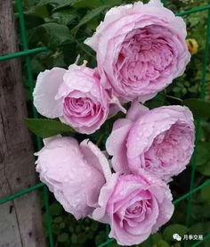 家庭阳台种花小嫩手必备：微型月季品种推荐