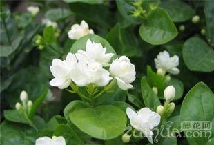 浇水过多， 根须腐烂