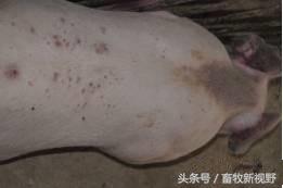 猪霉变饲料中毒后有哪些具体有效的治疗措施和解毒方法？