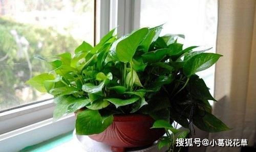 绿萝的肥料， 养分的补充