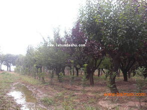 生长习性，喜光耐寒