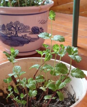 用心观察，盆栽养护的蕞高境界