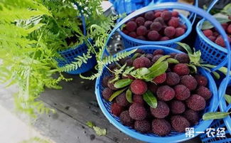 杨梅种子的种植时机揭秘