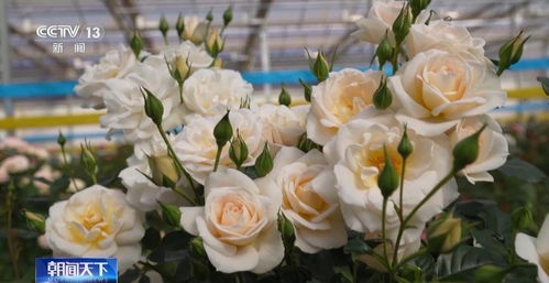 诱变月季种子：太空之旅的奇妙结局