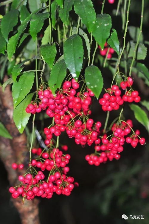 路边那棵结红果子的树，你认识吗？