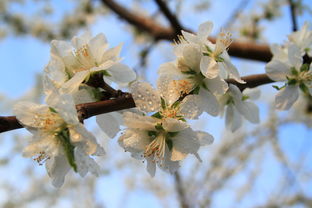 屋前种桃树，春意盎然！