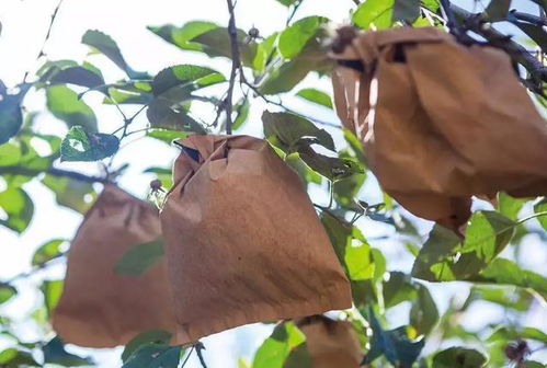 己唑醇的残留分析