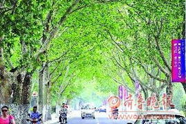 行道树距离路缘的距离，有讲究哦！