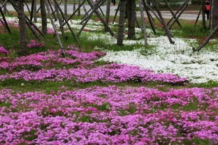 你知道吗？在四川大凉山海拔3000米的碎石坡上，有种叫岩白菜的花卉每年嫩开三季