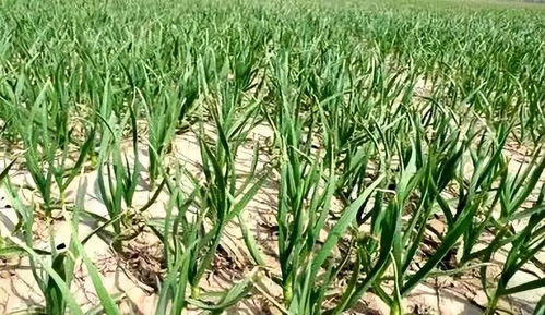 选地整地，施肥是关键