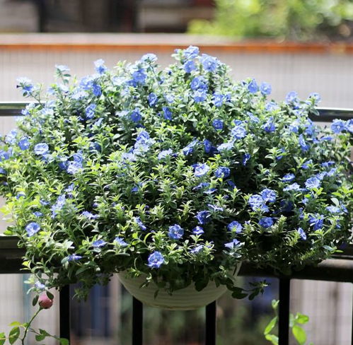 积水区的植物搭配