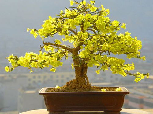 冬季盆景种植攻略：北方花友实测， 零下10℃也嫩活的6种盆景