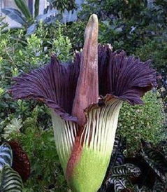 进化教科书般的植物