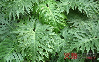 水杉种植时如何选择合适土壤、注意病虫害防治及修剪技巧
