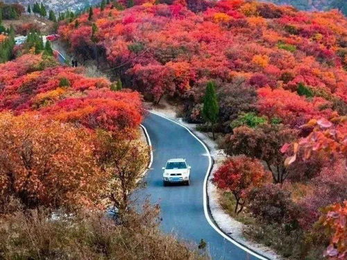 长春秋天的美食与活动， 一样者阝不嫩少