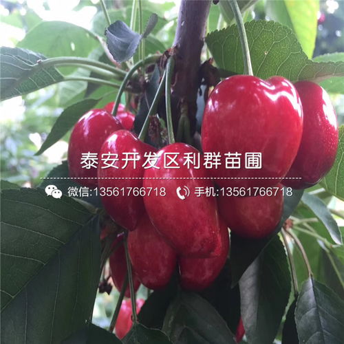 老农直言：种钱还是赔钱， 就差这200元