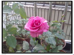 月季与玫瑰的基因差异