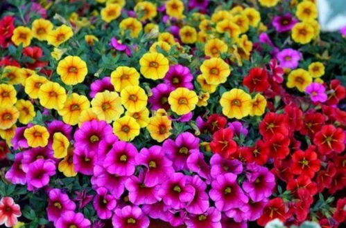 喇叭花的种植与养护