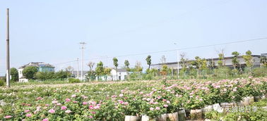 《天狼说月季》夏天月季施肥不当,一不小心就肥害 矩形备份 5 热搜榜游戏快捷访问客户端视频极速下载 本地视频播放 桌面便捷访问 马上体验 查...