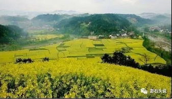 邵阳白仓茶油基地：揭秘红花茶油的种植秘诀与联系方式