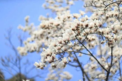 石竹和玉兰花：空气的净化者