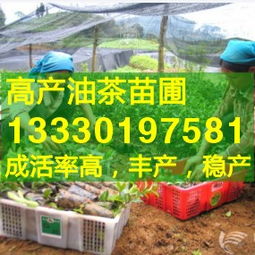 惠州茶油树苗批发大全：价格表+联系方式，轻松掌握！