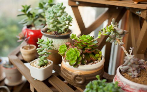 多肉的品种和生长习性